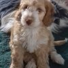 Picquot Puppies